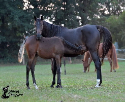 1IMG-20160910-WA0007