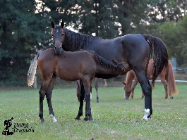 1IMG-20160910-WA0007