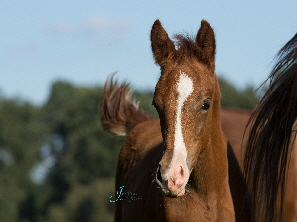 2IMG-20171001-WA0004