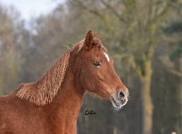 8IMG-20170121-WA0003